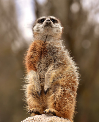 Brown Meerkat Brown Meerkat