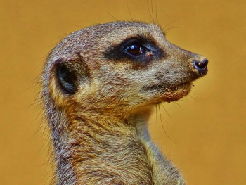 Brown Meerkat Brown Meerkat