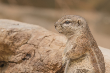 Brown Meerkat Standing on Ground during Daytime Brown Meerkat Standing on Ground during Daytime