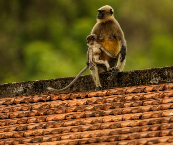 Brown Monkey Brown Monkey