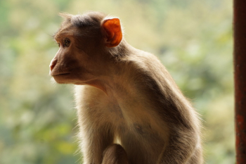 Brown Monkey Brown Monkey