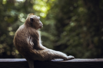 Brown Monkey Brown Monkey