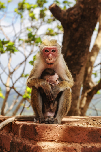 Brown Monkey Brown Monkey