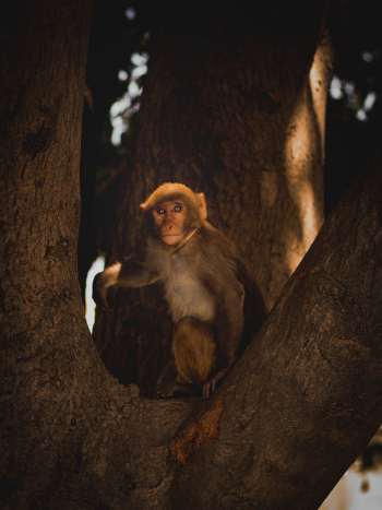 Brown Monkey Brown Monkey