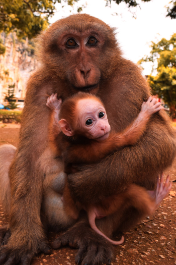 Brown Monkey Holding Baby Monkey Brown Monkey Holding Baby Monkey