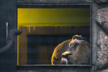 Brown Monkey Illustration Brown Monkey Illustration