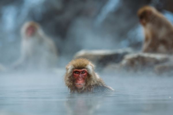 brown monkey on body of water shallow focus photography brown monkey on body of water shallow focus photography