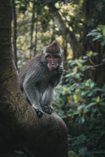 Brown Monkey on Brown Tree Branch