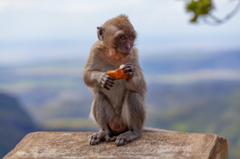 Brown Monkey Photograph Brown Monkey Photograph