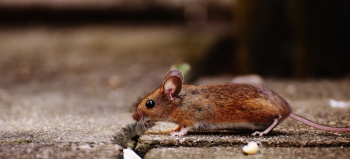 Brown Mouse on Brown Tile Brown Mouse on Brown Tile