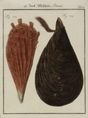 brown mussel at right, rust-reddish | Free Photo - rawpixel brown mussel at right, rust-reddish | Free Photo - rawpixel