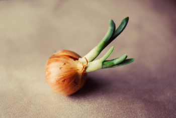 Brown Onion Brown Onion