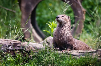 brown otter brown otter