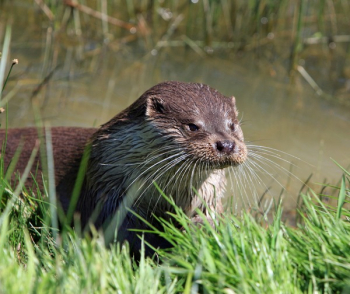 Brown Otter Near Green Grass Brown Otter Near Green Grass