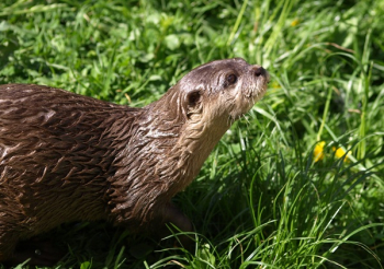 Brown Otter on Green Grass Brown Otter on Green Grass