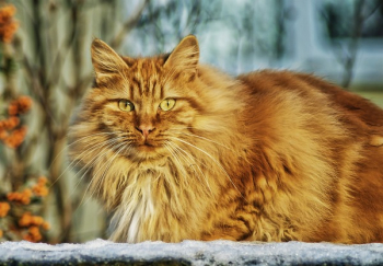 Brown Persian Cat in Selective Lens Photography Brown Persian Cat in Selective Lens Photography