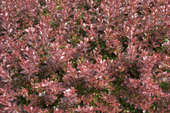 Brown Petal Flower Garden Brown Petal Flower Garden