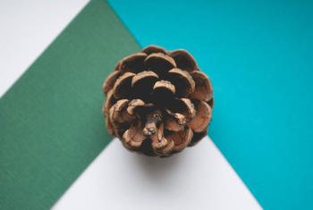 Brown Pinecone Close-up Brown Pinecone Close-up