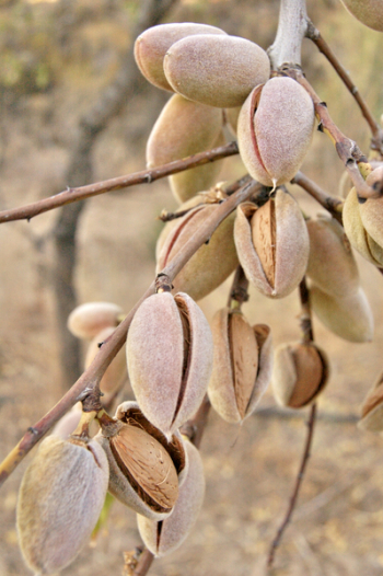 Brown Pistachio Nut Lot Brown Pistachio Nut Lot
