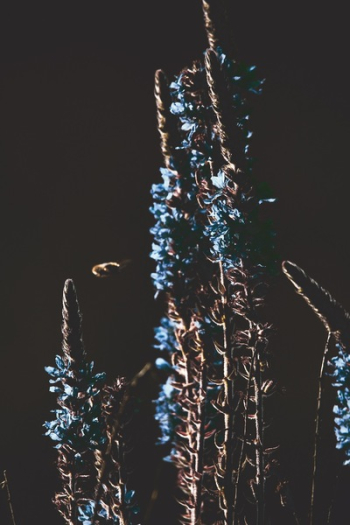 Brown Plant With Blue Flowers Brown Plant With Blue Flowers