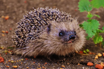 Brown Porcupine