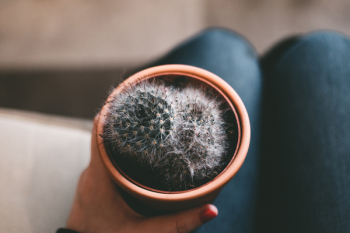 Brown Potted Cactus Brown Potted Cactus
