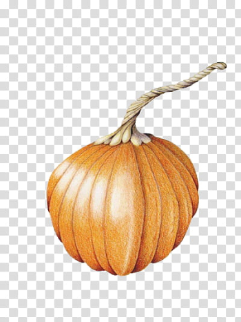 Brown pumpkin close-up transparent background PNG clipart