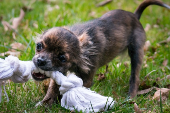 Brown Puppy Biting Rope Brown Puppy Biting Rope