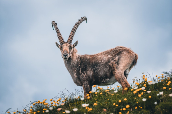 Brown Ram Brown Ram