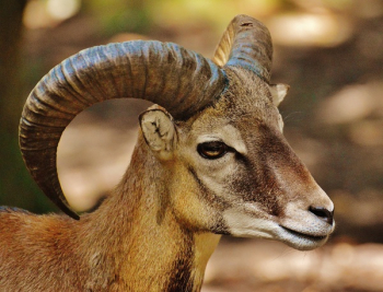 Brown Ram Goat Brown Ram Goat
