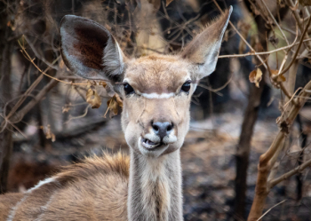 Brown Reindeer Brown Reindeer