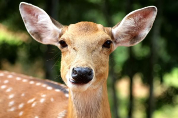 brown reindeer brown reindeer