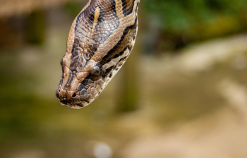 Brown Reticulated Python Brown Reticulated Python