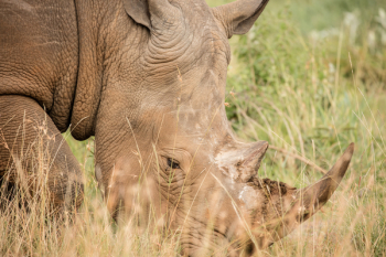 Brown Rhino on Green Grass Brown Rhino on Green Grass