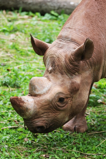 Brown Rhinoceros Brown Rhinoceros