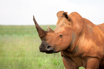 Brown Rhinoceros Brown Rhinoceros