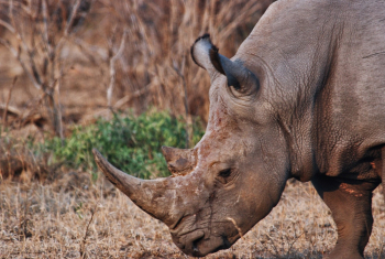 Brown Rhinoceros Brown Rhinoceros