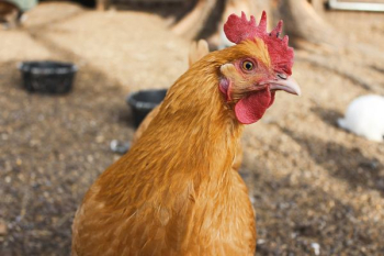 brown rooster brown rooster