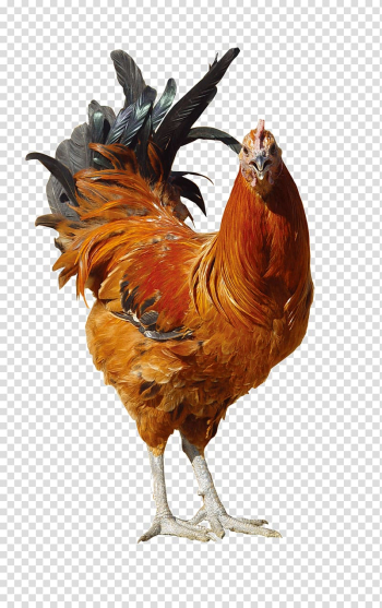Brown rooster , Rooster Fried chicken, animal transparent background PNG clipart Brown rooster , Rooster Fried chicken, animal transparent background PNG clipart