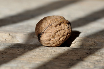 Brown Round Fruit on Grey Wooden Panel Brown Round Fruit on Grey Wooden Panel
