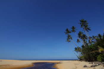 Brown Sandy Beach With Coconut Trees Brown Sandy Beach With Coconut Trees