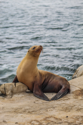 Brown Seal Brown Seal