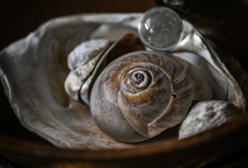 Brown Seashell Brown Seashell