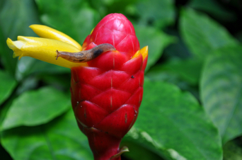 Brown Slug on Yellow Beehive Ginger Flower Brown Slug on Yellow Beehive Ginger Flower