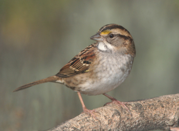 Brown Small Beak Bird Brown Small Beak Bird