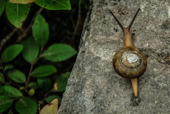 brown snail in rule of thirds photography brown snail in rule of thirds photography
