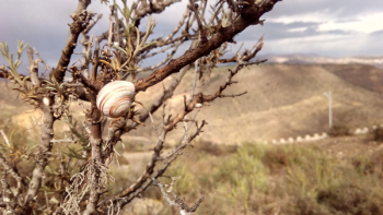 Brown Snail on Brown Bare Tree