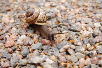 Brown Snail on Brown Pebbles Brown Snail on Brown Pebbles