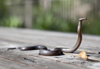 Brown Snake Brown Snake
