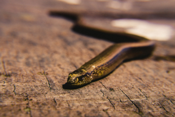 Brown Snake on Brown Surface